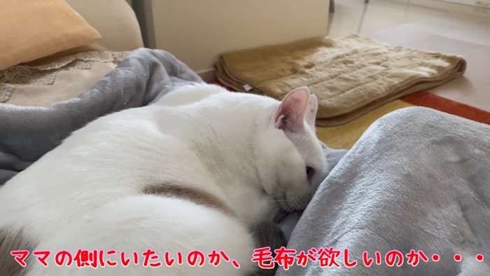 丸くなる猫