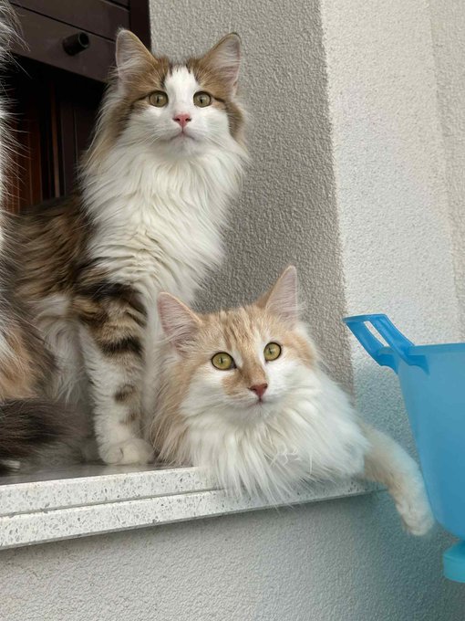 2匹の猫