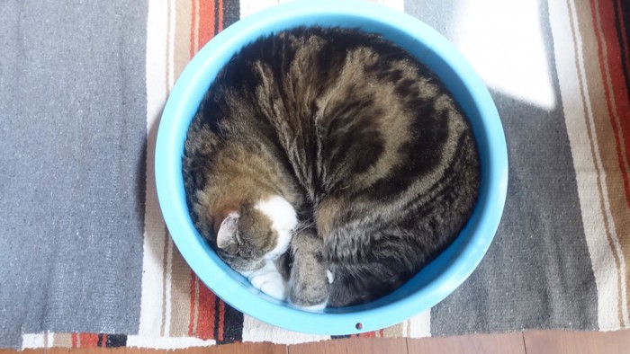 丸まる猫