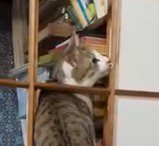 和紙の端を口に咥える猫