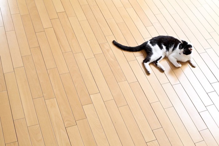 フローリングの上で休むしつこい猫