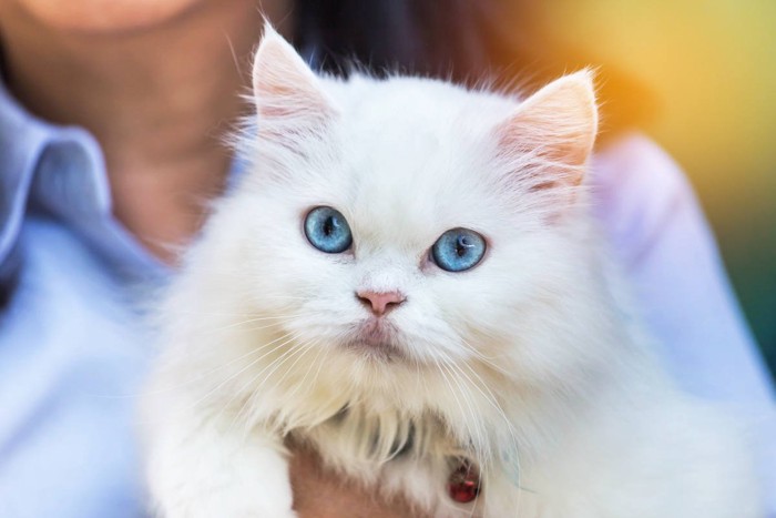 青い目のペルシア猫