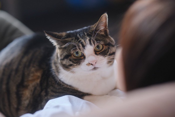 飼い主と猫