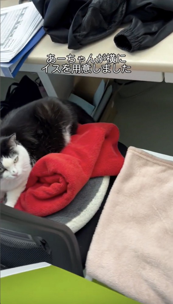 猫の乗っている椅子の隣にもう一つの椅子を置く女性