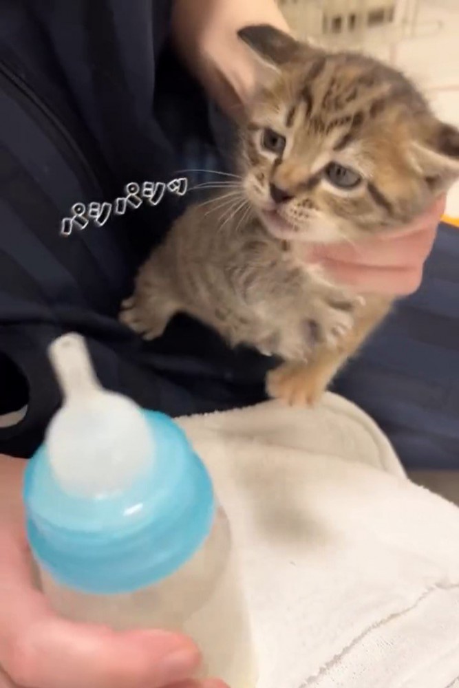 前足を振る子猫