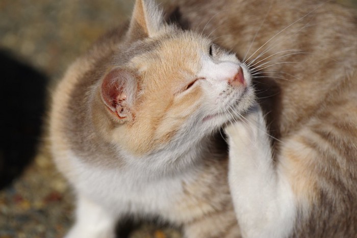 後ろ足で顎の下を掻いている猫