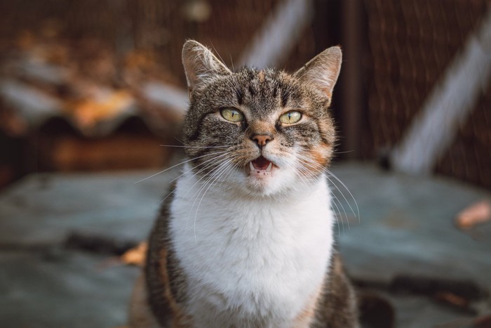 訴える猫