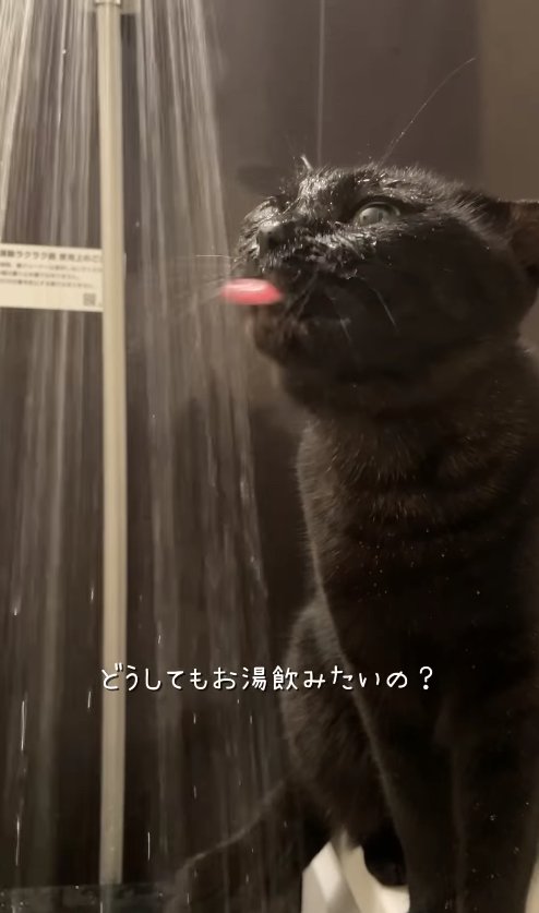 アゴを上げて舌を出している黒猫「どうしてもお湯飲みたいの？」