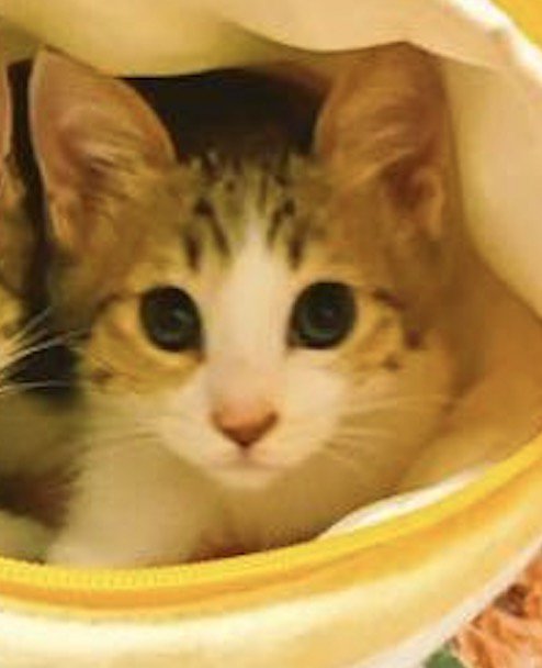 カメラを静かに見つめる子猫