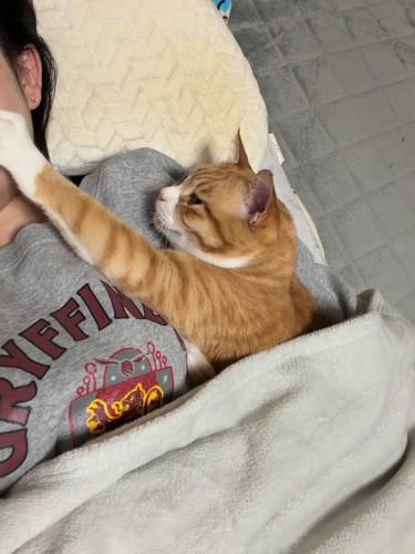 人の顔を触る猫