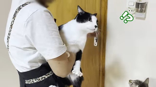 猫を抱っこする女性