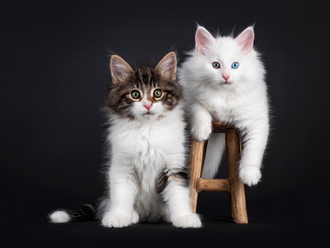 並んで前方を見る2匹のノルウェージャンフォレストキャットの子猫