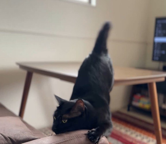 足を踏み外してソファの肘掛けにアゴをぶつける黒猫