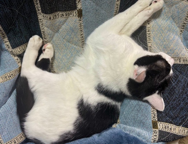 猫が反り返りながら前脚を伸ばす