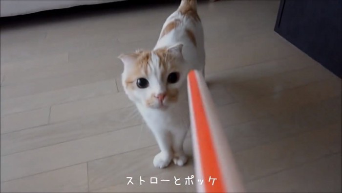 ストローを見る猫