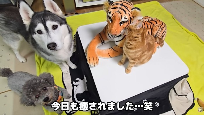 テロップ「今日も癒され~」