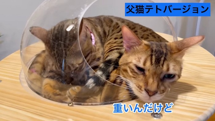 目を細める猫と下を向く猫