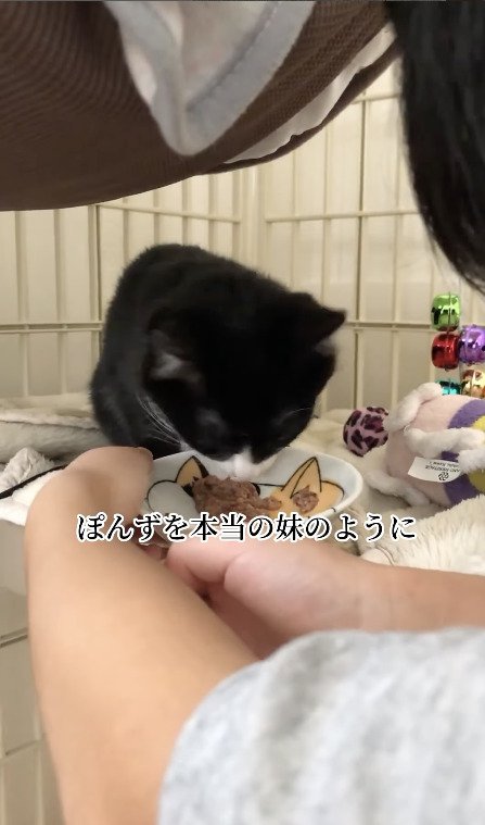 餌をもらう猫