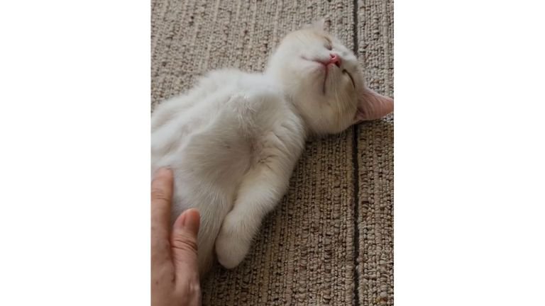 寝ている子猫
