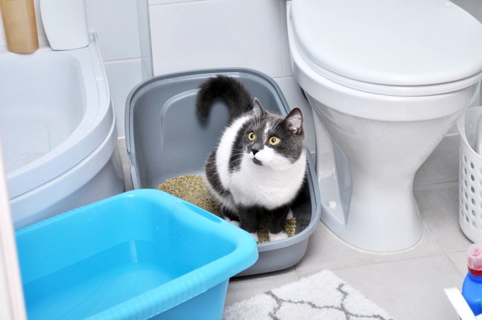 ユニットバスに置いてある猫トイレに入る猫