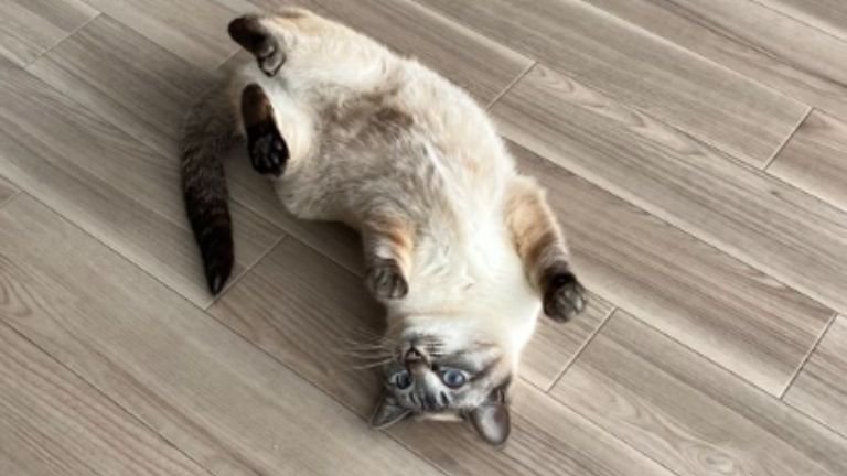 室内にいる猫