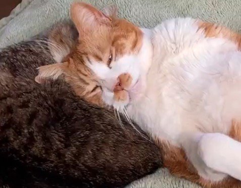 少し目を開けて眠る猫