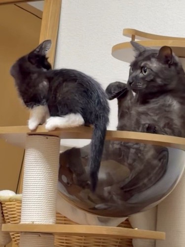 キャットタワーにいる2匹の猫