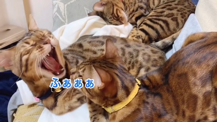 あくびをする猫