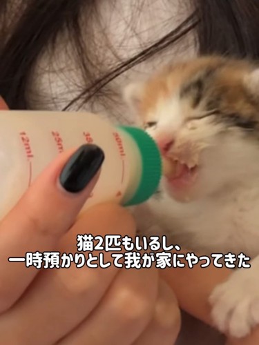 ミルクを飲む子猫