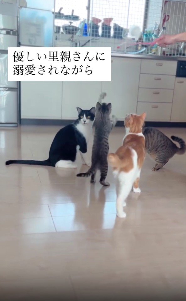 おもちゃで遊ぶ猫たち