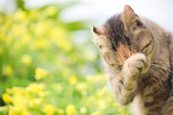 顔を拭く猫