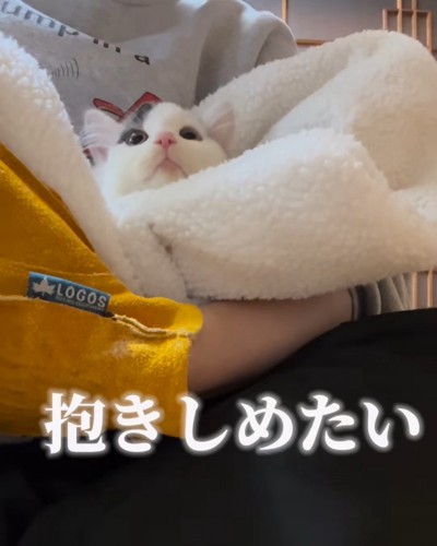 抱っこされる子猫