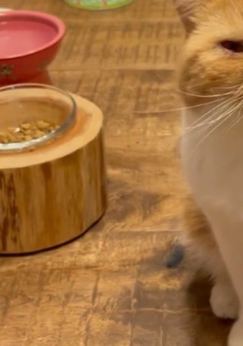 器に入っている猫のごはん