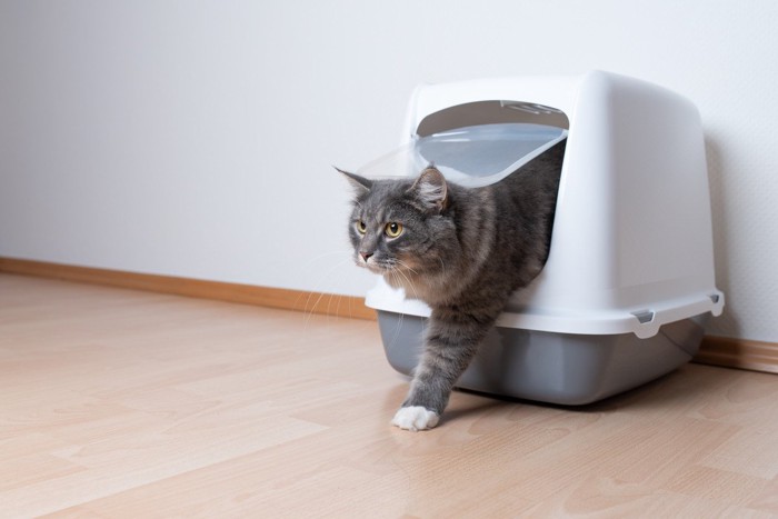 カバーつきのトイレから出てくる猫