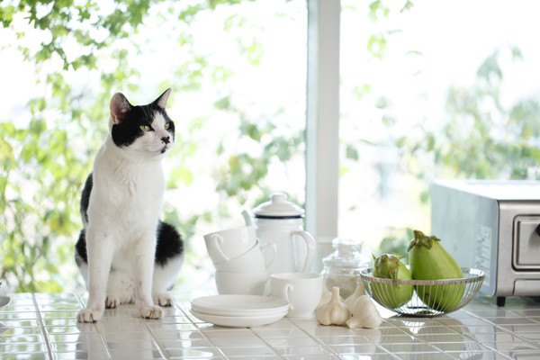 猫と明るいお部屋