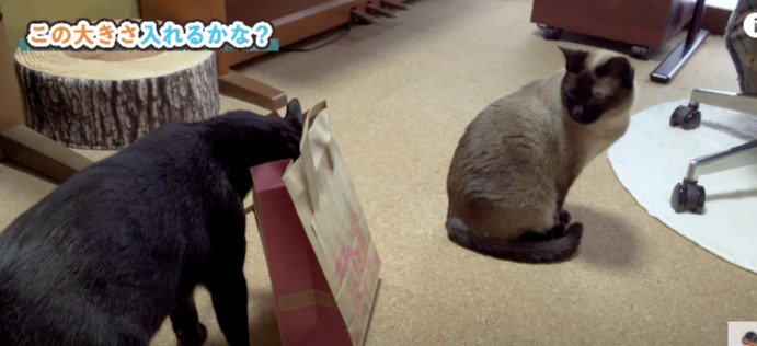 頭を突っ込む猫と見てる猫