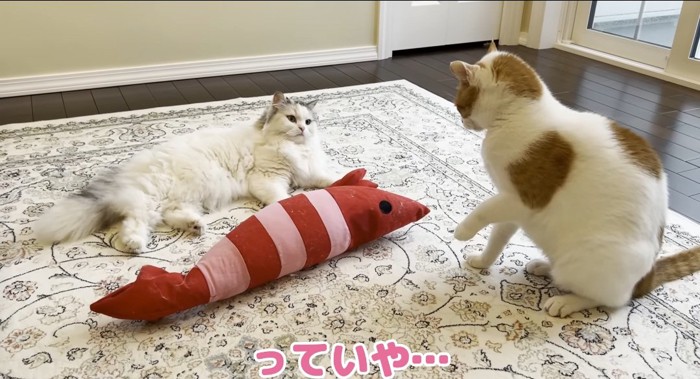 怒る猫