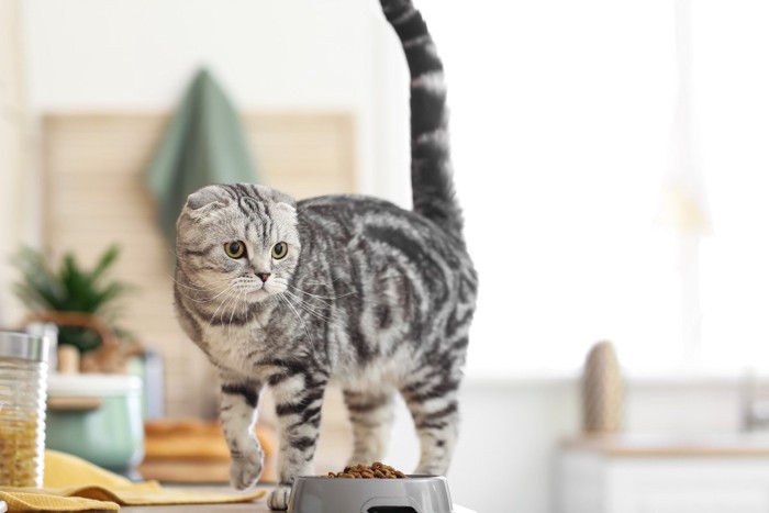 ご飯の周りを歩いている猫