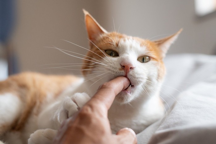 飼い主さんの指を吸う猫