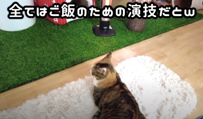 白いマットの上で寝る猫