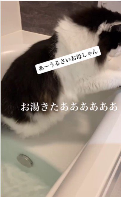 湯船から外に出る猫%%やっと退場で一安心