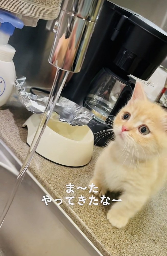 蛇口から流れる水を見るマンチカン