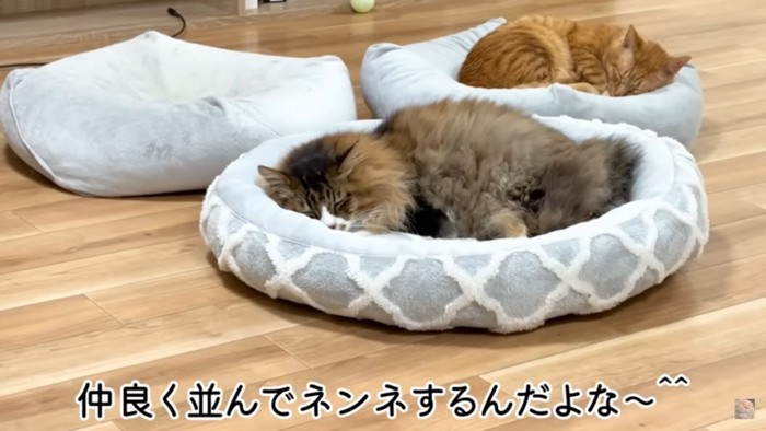 眠る2匹の猫 