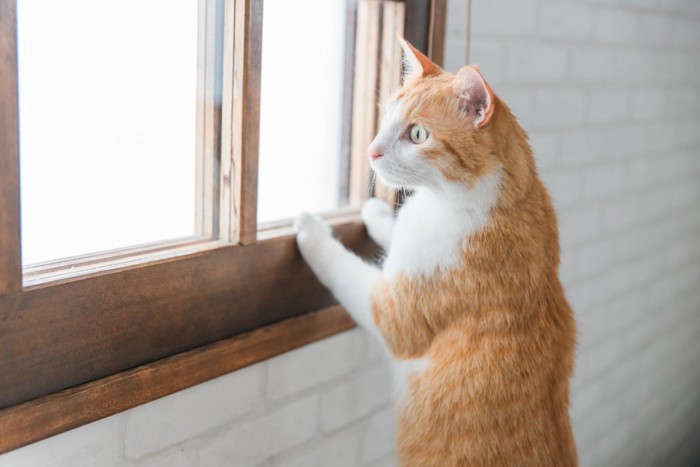 窓の外を見る猫