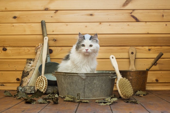 盥に入って座る猫