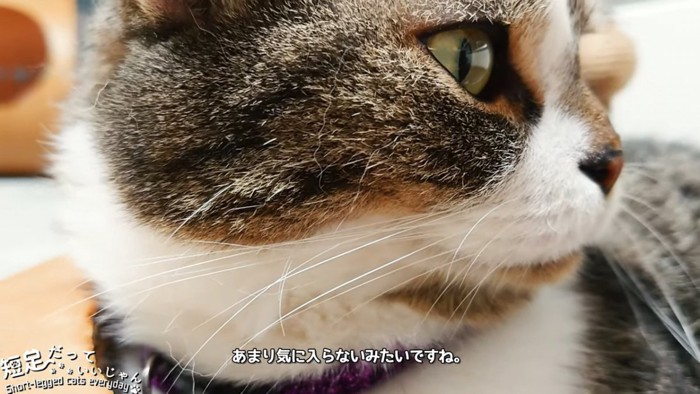 猫の横顔