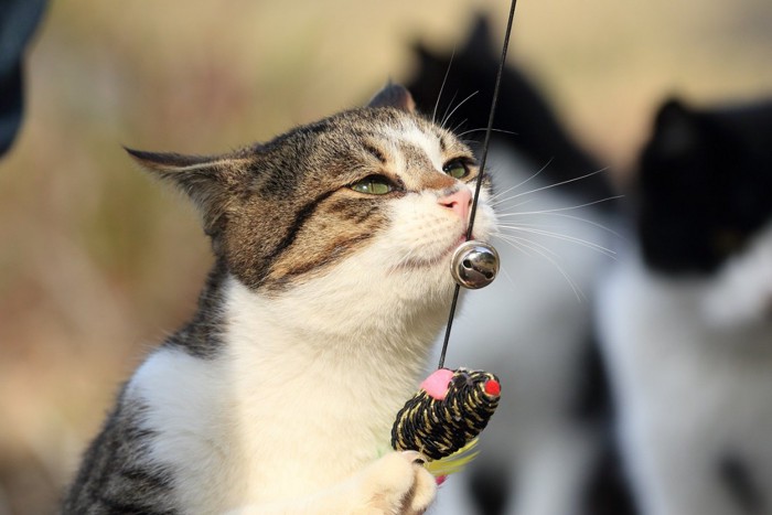 おもちゃで遊ぶ猫