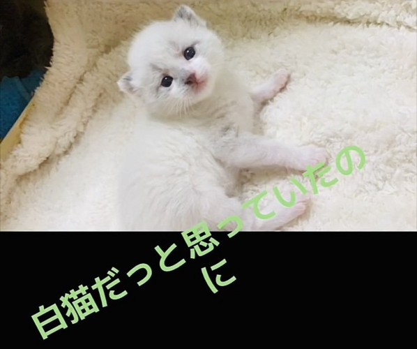 毛布の上でくつろぐ子猫