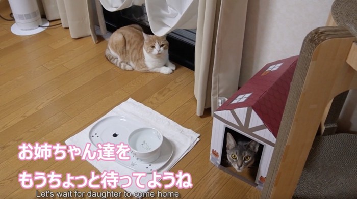 飼い主さんを見つめる2匹の猫