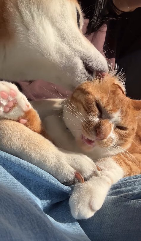 半目になっている猫の耳を舐めている柴犬
